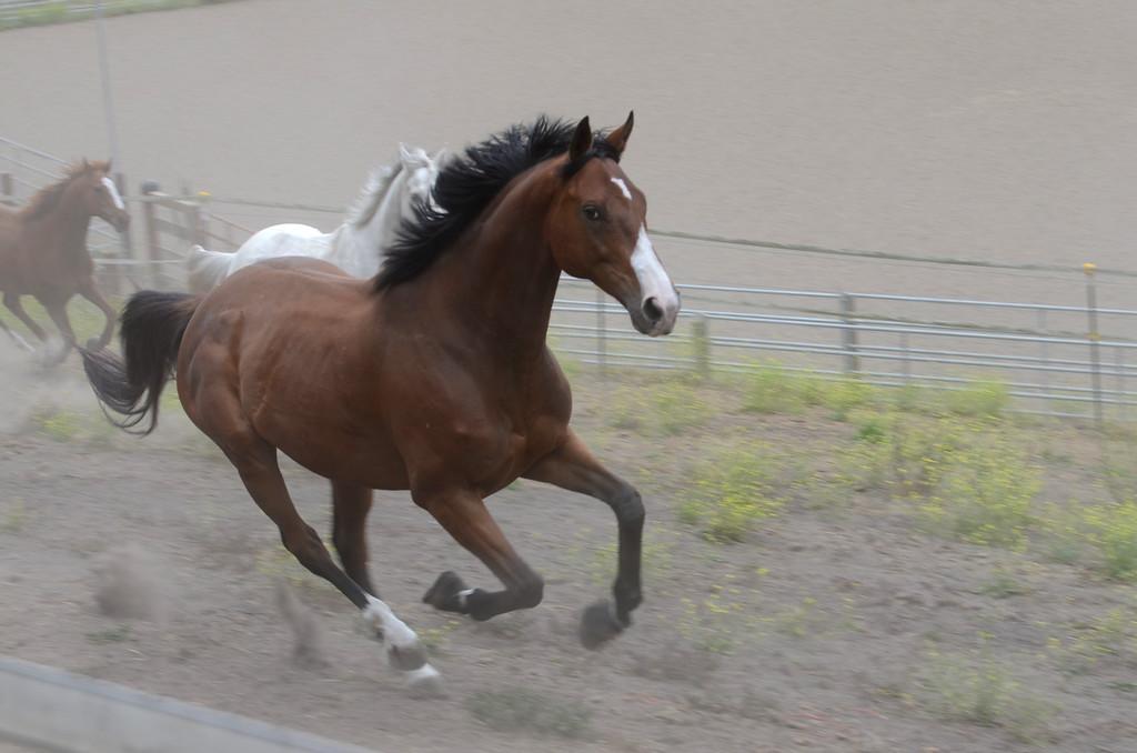 Henry remembering he is a Thoroughbred racehorse. (Square Peg Foundation/Robyn Peters Photography )